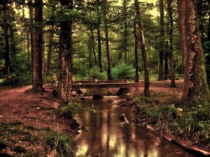 Natural swimming pool